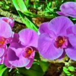 Orquideario Estepona