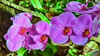 Orquideario Estepona